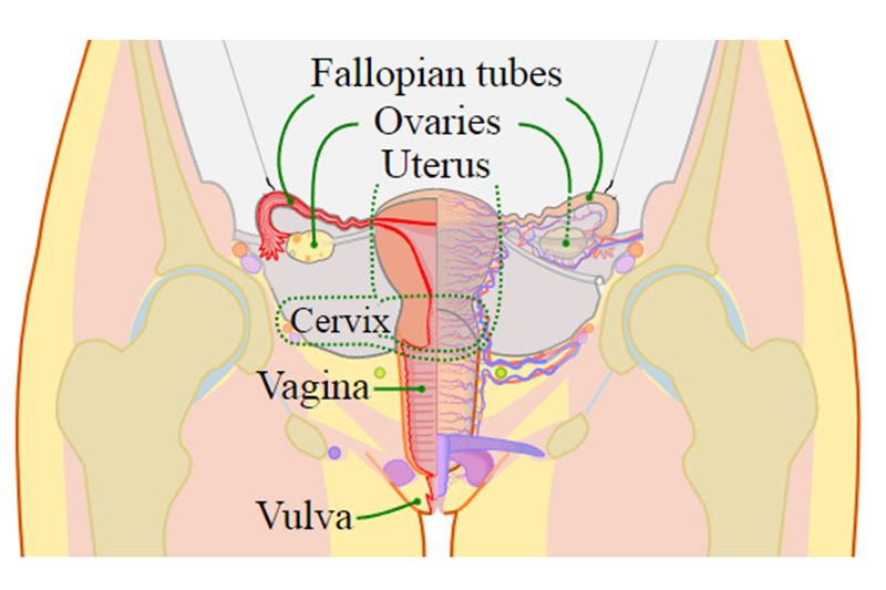 What is cervix?