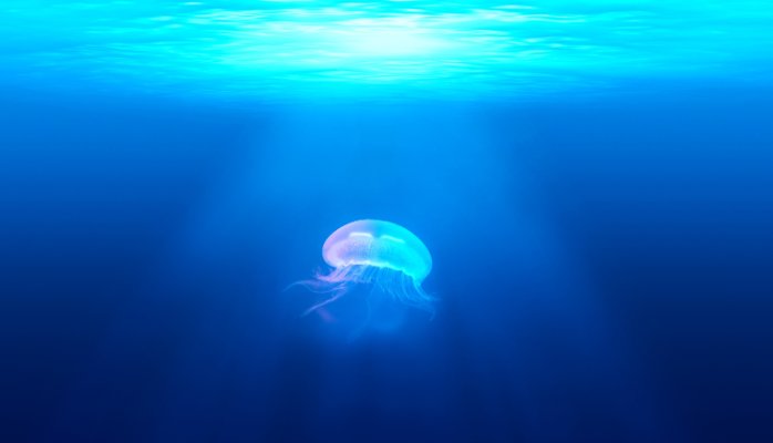Jellyfish swimming in the ocean.