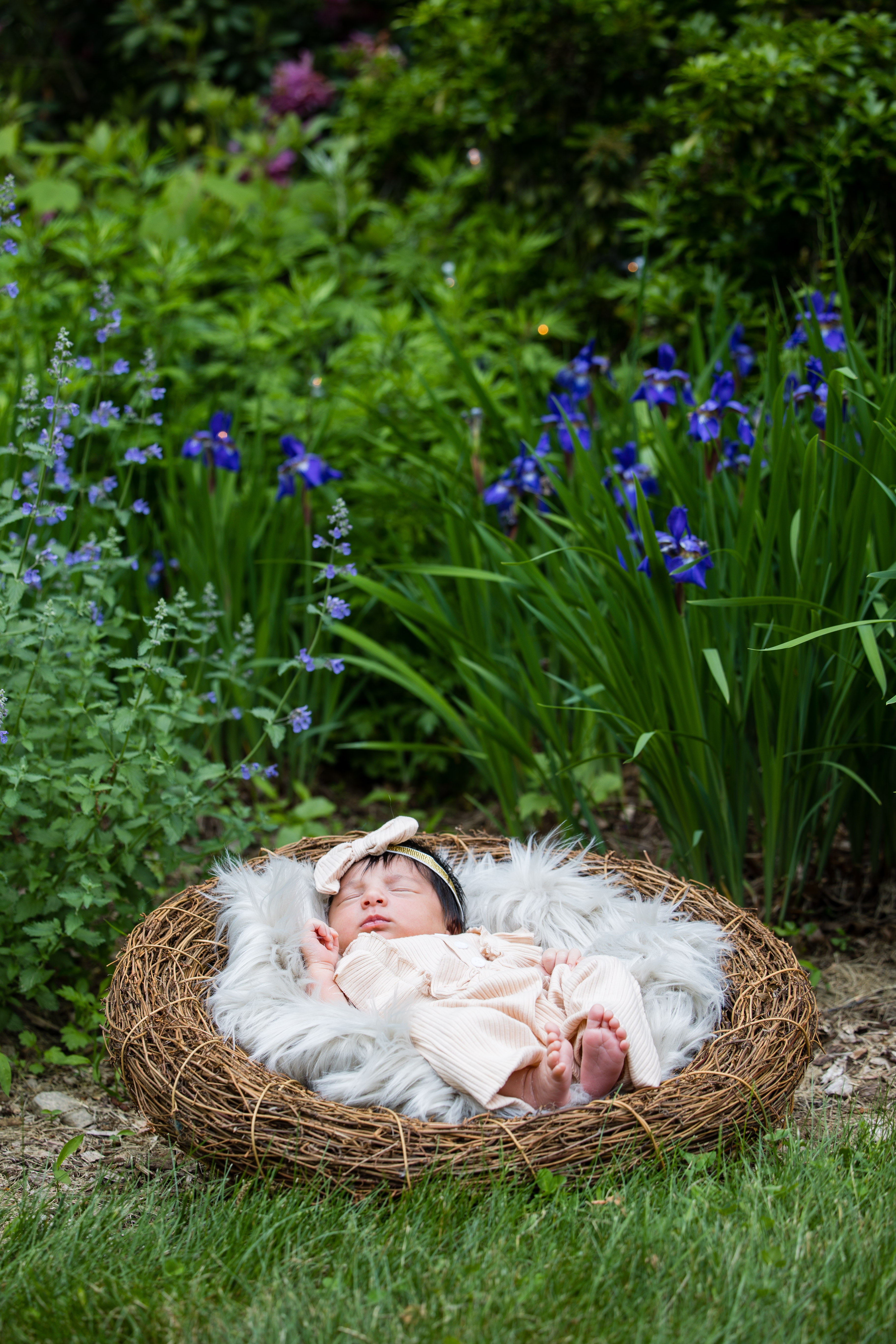 newborn nest portrait photography