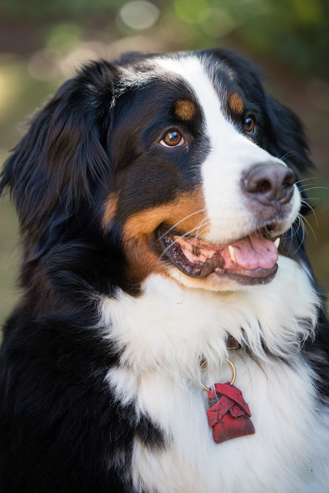 pet photography, dog portraits, families and pets, capturing pet personalities
